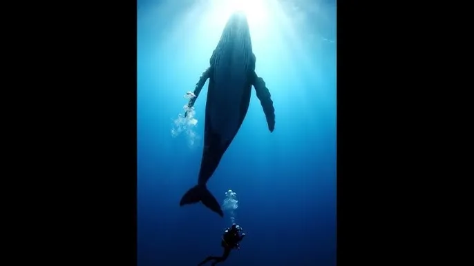 果冻传媒2022一二三 - 深蓝星球：探索海洋深处的未知世界